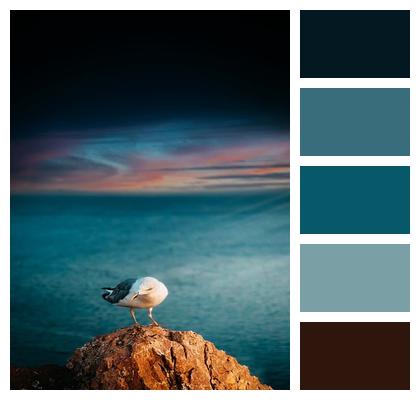 Bird Samsung Wallpaper Seagull Image